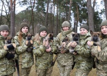 Як дбати про собак під час війни – поради прикордонників