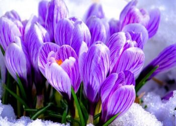 Лісничі закликають не зривати первоцвіти: порушникам загрожує штраф від 1700 гривень – Новини Львова та області