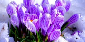 Лісничі закликають не зривати первоцвіти: порушникам загрожує штраф від 1700 гривень – Новини Львова та області