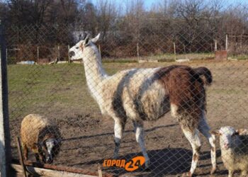 Город выделил средства на содержание питомцев Измаильской станции юных натуралистов