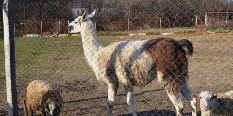 Город выделил средства на содержание питомцев Измаильской станции юных натуралистов