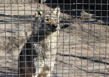 «Им не нравится, когда нет людей». Директор Одесского зоопарка о жизни во время войны, печали животных и нужды заведения