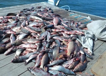 В Одесской области задержали браконьеров