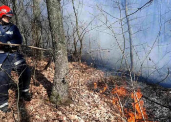 В Подольском районе тушили пожар в лесничестве