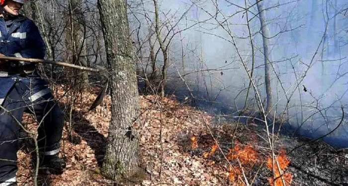 В Подольском районе тушили пожар в лесничестве