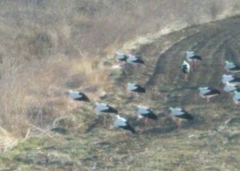 В Україну повернулися лелеки