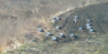 В Україну повернулися лелеки