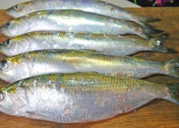 Вылов дунайки из-за войны оказался под запретом