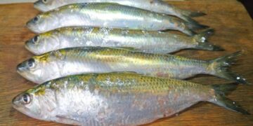 Вылов дунайки из-за войны оказался под запретом