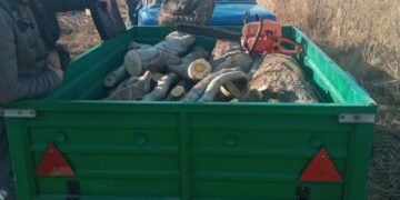 За незаконную вырубку деревьев арестовали имущество подозреваемых в Измаильском районе