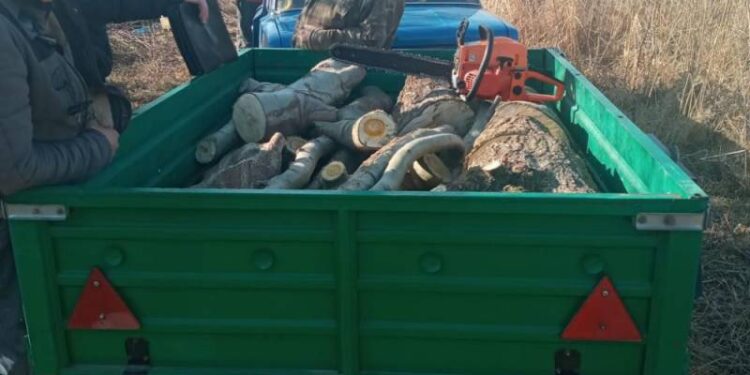 За незаконную вырубку деревьев арестовали имущество подозреваемых в Измаильском районе