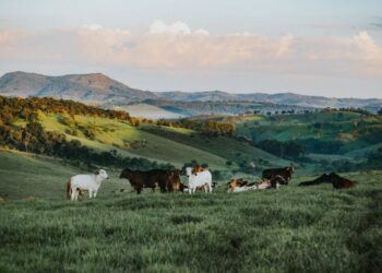 Кабмін обмежив фермерам суму держпідтримки