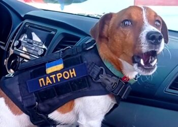 Відомий вибухотехнік пес Патрон отримав Каннську відзнаку PalmDogManitarian | Кримінальні новини