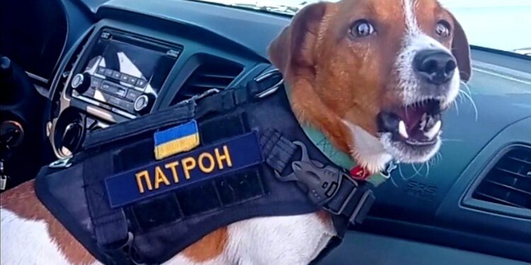 Відомий вибухотехнік пес Патрон отримав Каннську відзнаку PalmDogManitarian | Кримінальні новини