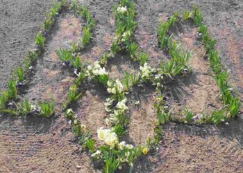 У селі Забужжя на Сокальщині висадили квітковий тризуб – Новини Львова та області