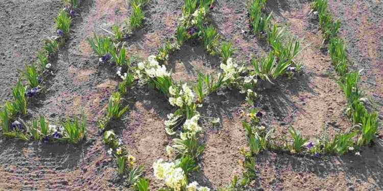 У селі Забужжя на Сокальщині висадили квітковий тризуб – Новини Львова та області