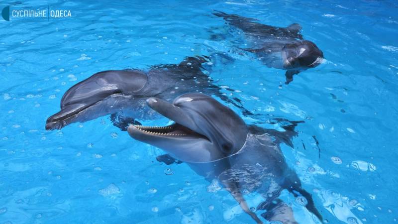 Из Харькова в Одессу был эвакуирован дельфинарий