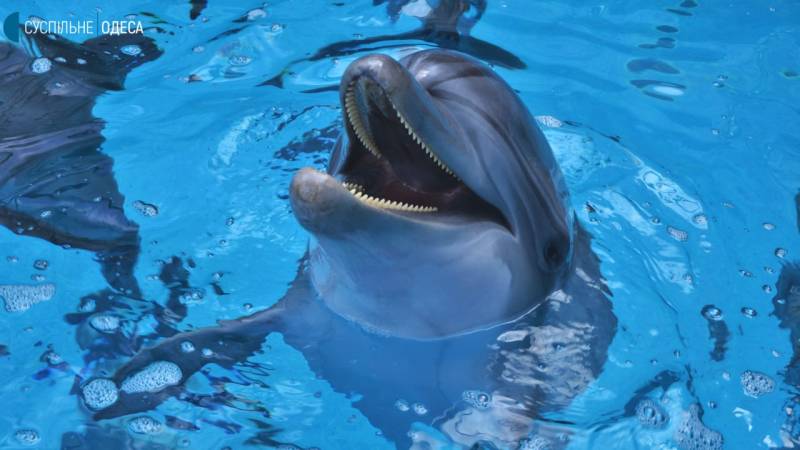 Из Харькова в Одессу был эвакуирован дельфинарий