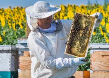 Термінова інформація для пасічників Арцизької громади!