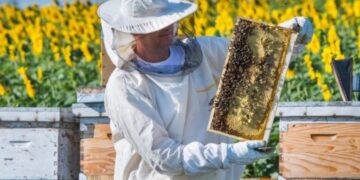 Термінова інформація для пасічників Арцизької громади!