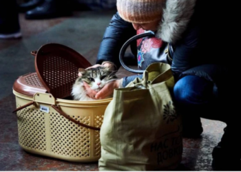 Упрощенный режим ввоза домашних питомцев в страны Евросоюза отменили