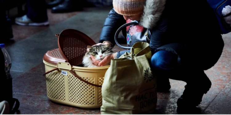 Упрощенный режим ввоза домашних питомцев в страны Евросоюза отменили