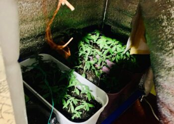На Прикарпатті поліцейські викрили чергову домашню наркооранжерею. ФОТО | Кримінальні новини
