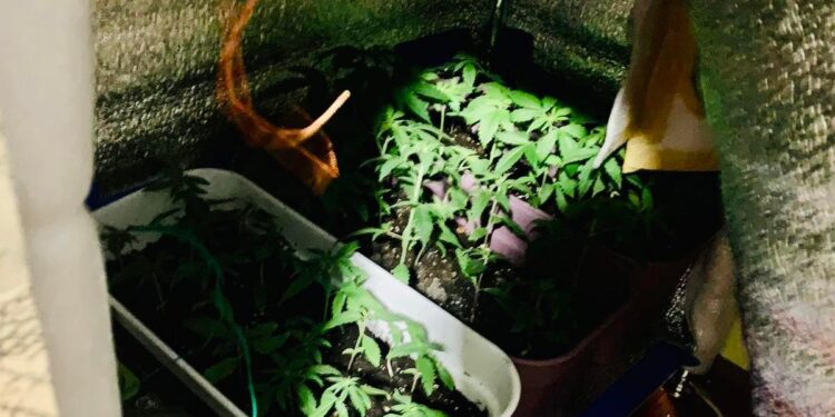 На Прикарпатті поліцейські викрили чергову домашню наркооранжерею. ФОТО | Кримінальні новини