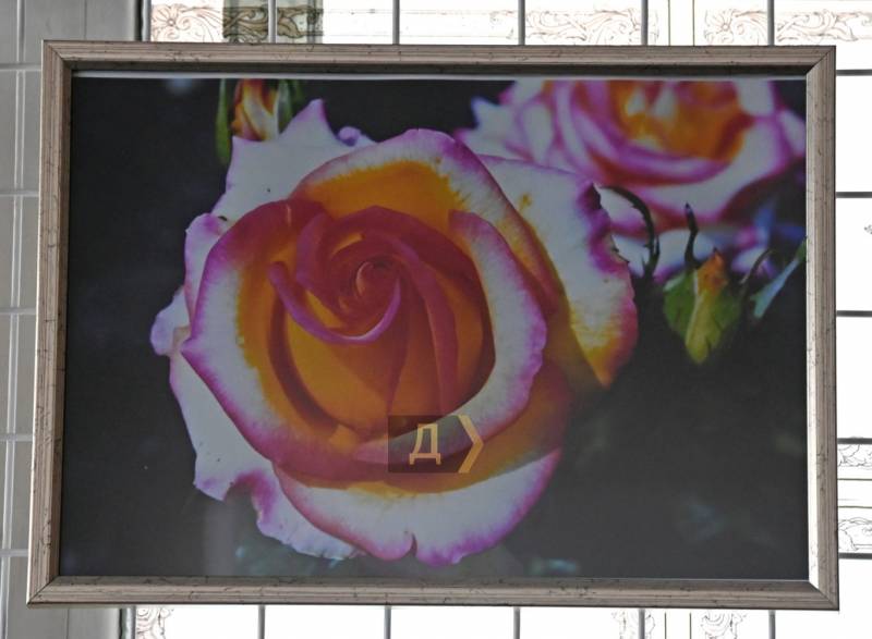 «Грёзы роз» не боятся угроз. Одесские художники изобразили королеву цветов во время войны