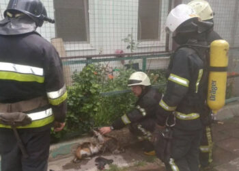 Из горящей квартиры в Одессе спасли котов