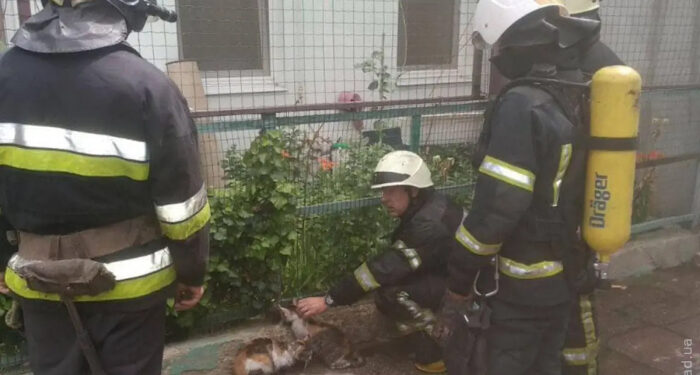Из горящей квартиры в Одессе спасли котов