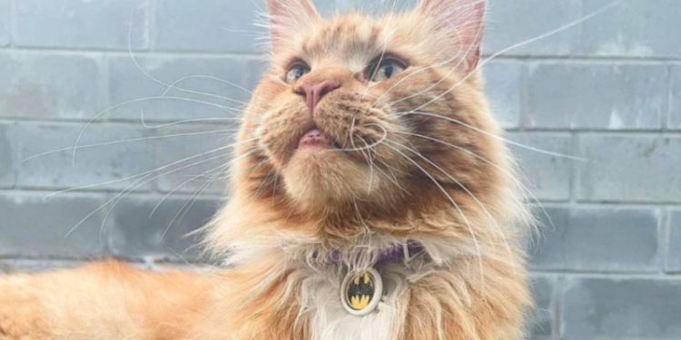 Месяц в оккупации, похищение и новый белорусский паспорт: как кот из Бучи спустя 80 дней со своими хозяевами воссоединился