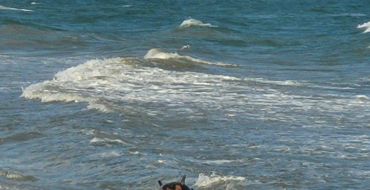 На пляже в Одесской области взорвалась морская мина: в курортном домике вынесло окна