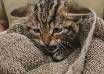 Одесские ветеринары спасают краснокнижных котят, потерявших мать после обстрела