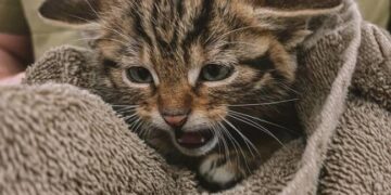 Одесские ветеринары спасают краснокнижных котят, потерявших мать после обстрела