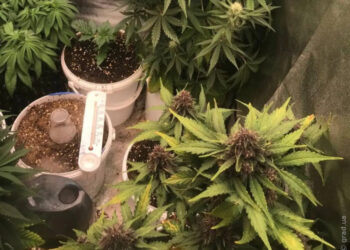 Пятеро любителей «травки» были задержаны в Одесской области