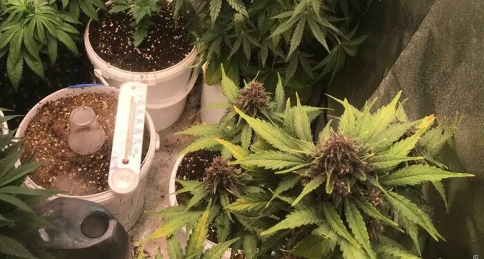 Пятеро любителей «травки» были задержаны в Одесской области