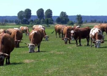 Шановні мешканці Арцизької громади!