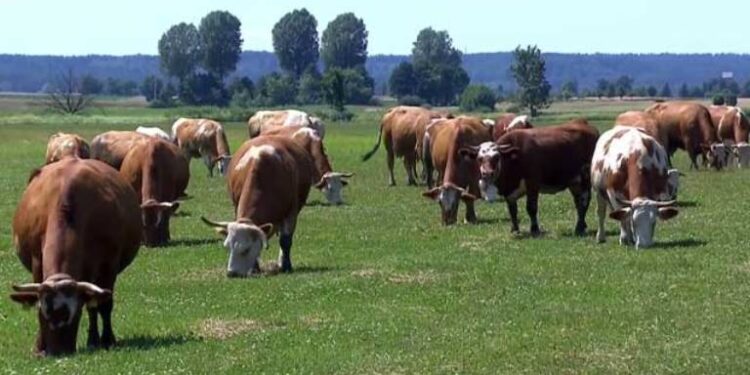 Шановні мешканці Арцизької громади!