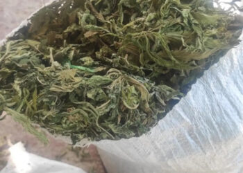 В Одесской области задержан россиянин, устроивший наркобизнес