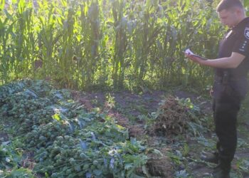 За 1000 рослин маку – позбавлення волі на строк від трьох до семи років – Новини Львова та області