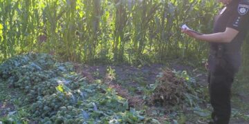 За 1000 рослин маку – позбавлення волі на строк від трьох до семи років – Новини Львова та області