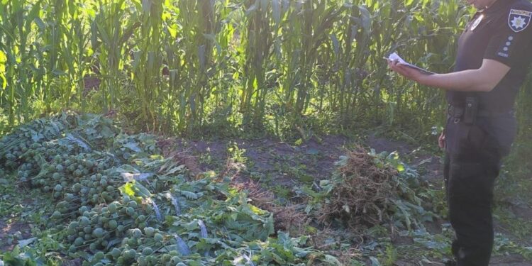 За 1000 рослин маку – позбавлення волі на строк від трьох до семи років – Новини Львова та області