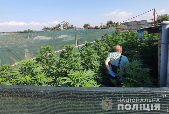 На Одещині викрили наркоаграрія: чоловік вирощував сотню кущів конопель на трьох ділянках  