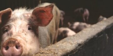 Антисанитария и токсины: Госпродпотребслужба обнаружила подпольное производство свинины