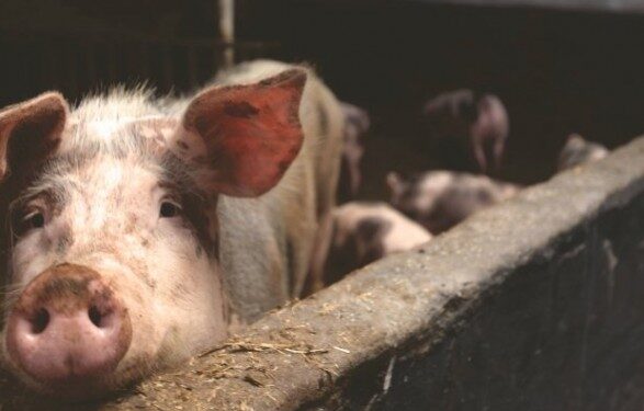 Антисанитария и токсины: Госпродпотребслужба обнаружила подпольное производство свинины