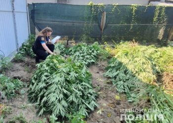 На Одещині викрили наркоаграрія: чоловік вирощував сотню кущів конопель на трьох ділянках. ФОТО