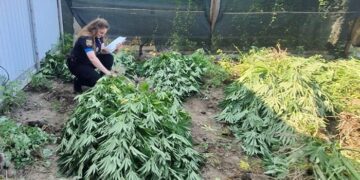 На Одещині викрили наркоаграрія: чоловік вирощував сотню кущів конопель на трьох ділянках. ФОТО