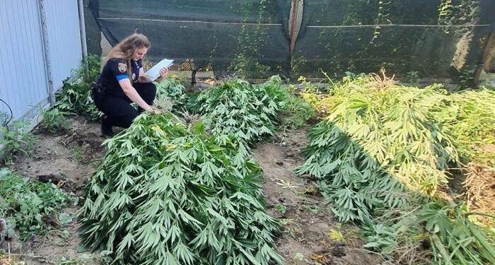 На Одещині викрили наркоаграрія: чоловік вирощував сотню кущів конопель на трьох ділянках. ФОТО