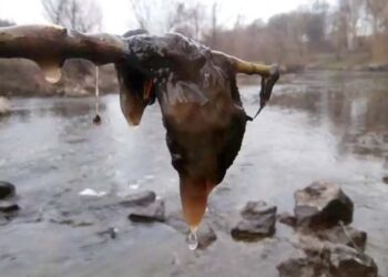 Довкілля України за I півріччя зазнало збитків більш як на 740 мільйонів